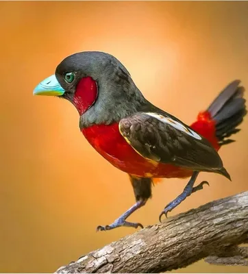 BIRDWATCHING 📷 🎥 📸 СЯБРЫ ПТУШАК птушкі🦅птицы🦢птахи🦆birds🕊️aves🦉 on  Instagram: \"Домо́вый воробе́й — наиболее распространённый вид из рода  настоящих воробьёв семейства воробьиных. Одна из самых известных птиц,  обитающая по соседству с жилищем ...