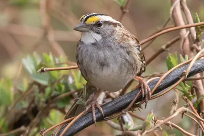 Фотокаталог птиц: Полевой воробей (Passer montanus)