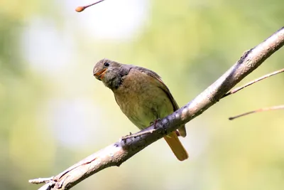 Passer domesticus — домашний воробей — вид воробьиных птиц семейства  воробьиных. | Премиум Фото