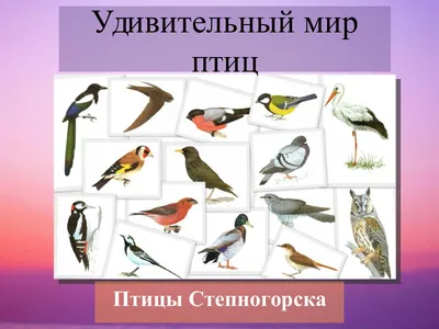 Dark-eyed junco / Серый юнко (лат Junco hyemalis) — вид певчих воробьиных  птиц из семейства Passerellidae, обитающих в Северной Америке Птичка  довольно скромная, на кормушках не дерется, но предпочитает искать корм на