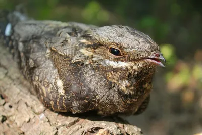 https://kareliya.ru/useful/karelia_about/birds_of_karelia.html