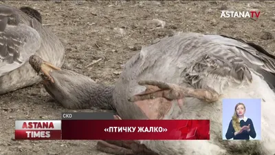 перелетные птицы в национальном птичьем заповеднике Хула расположенном на  севере Израиля :: vasya-starik Старик – Социальная сеть ФотоКто