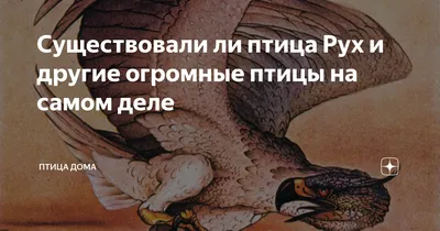 Дистанционный курс по основам бердвотчинга , определению и изучению  городских птиц