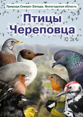 Перелетная птица зарянка осталась зимовать в Петербурге на Елагином в ЦПКиО  - 12 декабря 2023 - Фонтанка.Ру