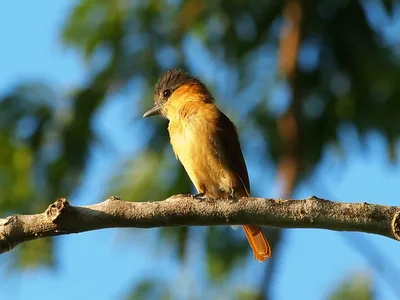 Птицы Новгородской области / Birds of Novgorod Oblast's Journal ·  iNaturalist