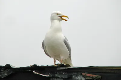 Wiki Nature - Гульдова амадина. Гульдова амадина (лат. Erythrura gouldiae)  — птица семейства вьюрковых ткачиков, обитающая в Австралии. Полиморфный  вид. В одной популяции часто встречаются две, реже три различные вариации  окраски верха