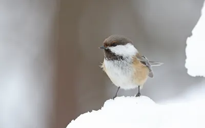 Птицы Северо-Запада | Facebook