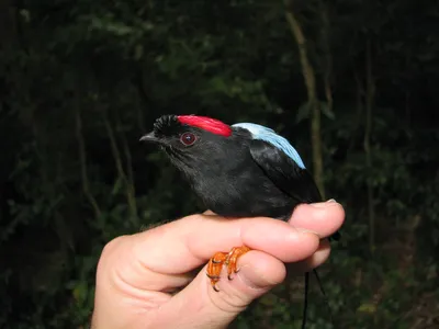 Семейство Синицевые (Paridae) | это... Что такое Семейство Синицевые  (Paridae)?