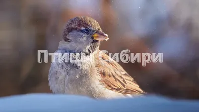 Новая книга: Птицы Сибири, Монголии и Дальнего Востока