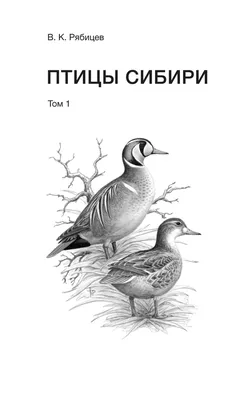 Иллюстрация 34 из 36 для Птицы Сибири. Справочник-определитель. В 2-х томах  - Вадим Рябицев |