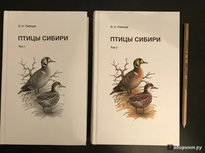 Иллюстрация 32 из 36 для Птицы Сибири. Справочник-определитель. В 2-х томах  - Вадим Рябицев |