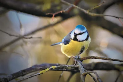 Birds of Russia and Crimea | Птицы России и Крыма's Journal · iNaturalist