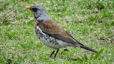 Четвертый очерк - отряд: Соколообразные Falconiformes