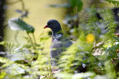 Экскурсия Птицы Сосновки: есть ли birdwatching в Санкт-Петербурге? - цена  400 ₽