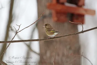 Маленькая Птица - Марш Тит (Poecile (sin. Parus) Palustris). Это  Красноватый Список МСОП. Распространяется В Европе, Великобритании,  Восточной Азии. Зима, Снег На Ветвях. Дикая Природа В Саду. Фотография,  картинки, изображения и сток-фотография