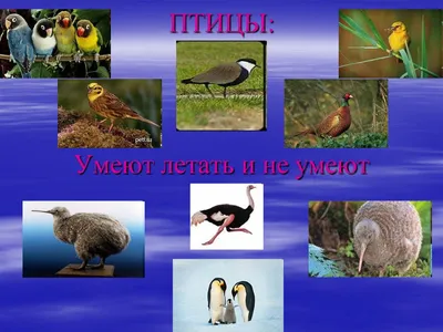 Список птиц природного парка «Самаровский чугас» пополнился ещё одним новым  видом | 06.12.2022 | Ханты-Мансийск - БезФормата