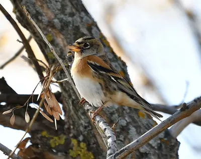 городские птицы | Wild Nature Photo