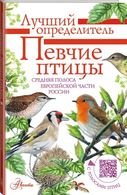 Картинки птицы летом с названиями (70 фото) » Картинки и статусы про  окружающий мир вокруг