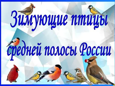 Самые распространенные птицы средней полосы России: Эти пернатые красавцы  встречаются на каждой прогулке | ЛесоВитёк | Дзен