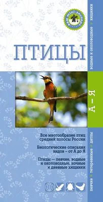 Птицы Новгородской области / Birds of Novgorod Oblast's Journal ·  iNaturalist