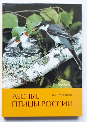 Птицы средней полосы России. Крылья, клювы и хвосты (набор из 24  репродукций). Купить книгу за 474 руб.