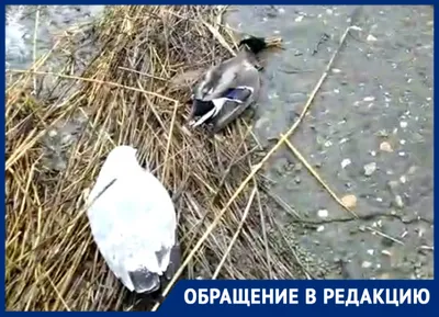 городские птицы | Wild Nature Photo