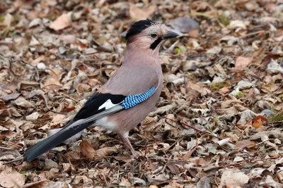 Сойка (Garrulus glandarius). Птицы Европейской России.