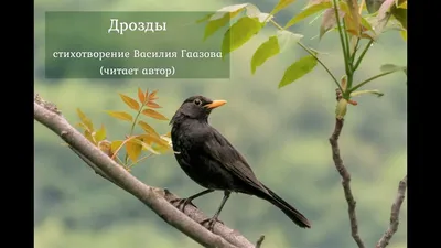 Птицы в городе: кого можно увидеть и услышать в Ставрополе?