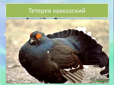 Птицы, прилетающие весной на Ставрополье | ОБЩЕСТВО:Экология | ОБЩЕСТВО |  АиФ Ставрополь