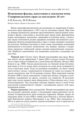 Не умеют летать и охотиться. Судьбу степных орлов решит ставропольский суд  | ОБЩЕСТВО:Экология | ОБЩЕСТВО | АиФ Ставрополь