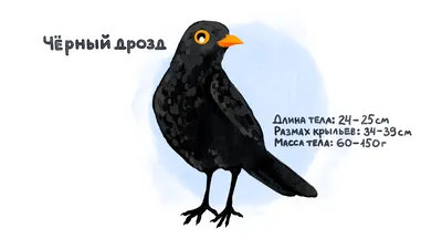 Птицы в городе: кого можно увидеть и услышать в Ставрополе?