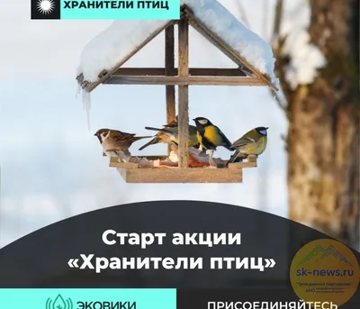 Восстановление может занять больше года»: как массовая гибель птиц на  Ставрополье повлияет на экосистему