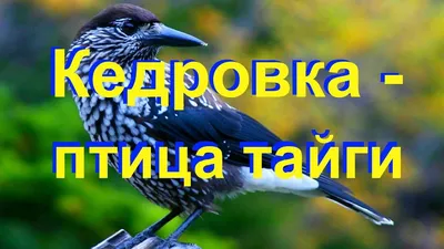 сойка.. / снимала в тайге на этом месте прикармливают лесных зверей:  кабанов, оленей, и др / Автор: Марина Мочалова