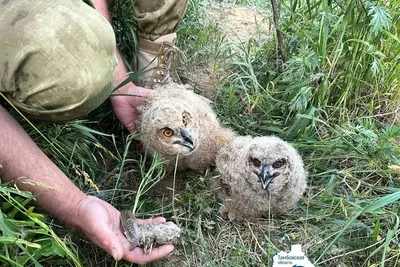 Птицы, которых мы увидели на Вороне и в ее окрестностях