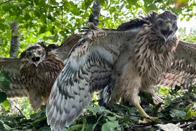 Птицы Новгородской области / Birds of Novgorod Oblast's Journal ·  iNaturalist