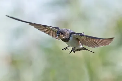 Средний пестрый дятел (Dendrocopos medius) - новый вид птиц в Мордовском  заповеднике