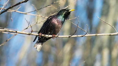 Птицы Новгородской области / Birds of Novgorod Oblast's Journal ·  iNaturalist