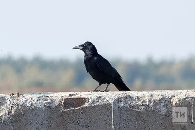 Приходит время, с юга птицы прилетают...