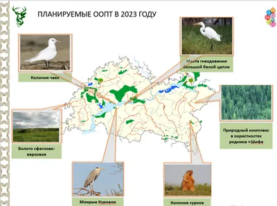 Жителей Татарстана и его столицы просят сообщать об обнаружении раненых птиц  - Новости - Официальный портал Казани