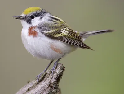 Берингийская жёлтая трясогузка (Motacilla tschutschensis). Птицы Тюменской  области.