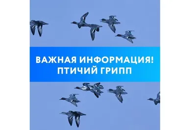 Птицы Тюменской области - остяко-вогульск.рф