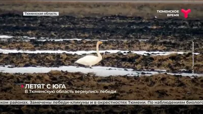 Прокурор Тюменской области взял на контроль ситуацию с гибелью 40 пеликанов  в заказнике | Faktologia