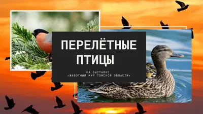 В Томской области впервые более чем за сто лет появился краснокнижный вид  птиц | Русское географическое общество