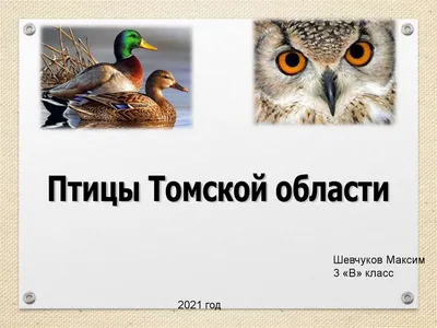 Активисты рассказали, чем не рекомендуется подкармливать птиц зимой