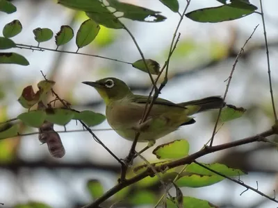 Клуб Людей и Птиц. ФОРУМЫ ptic.ru / Большая синица (Parus major)