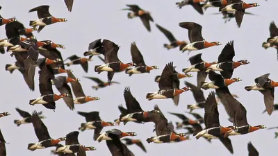 Фотография Огарь (Tadorna ferruginea) Птицы Центральной и Южной России |  Фотобанк ГеоФото/GeoPhoto | GetImages Group