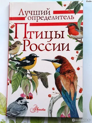 Птицы | Центрально-Черноземный государственный заповедник имени профессора  В.В. Алехина