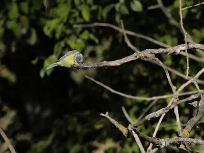 Птицы Тульской области · iNaturalist