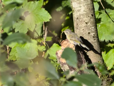 Золотистая щурка (Merops apiaster). Птицы Европейской России.