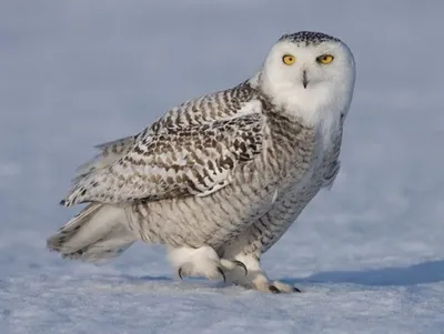 лебедь тундра лебедь Cygnus Columbianus Holarctic в природной среде. лебедь  зелёное лето в тайге. белая птица Стоковое Фото - изображение насчитывающей  страна, шея: 225156642